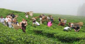 Tea Garden Tour Of Nepal